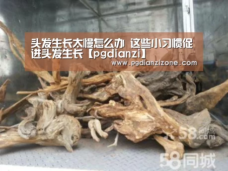 头发生长太慢怎么办 这些小习惯促进头发生长【pgdianzi】(图2) pg娱乐游戏官网